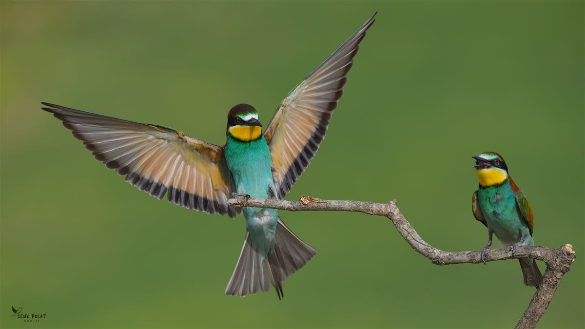European Bee-eater