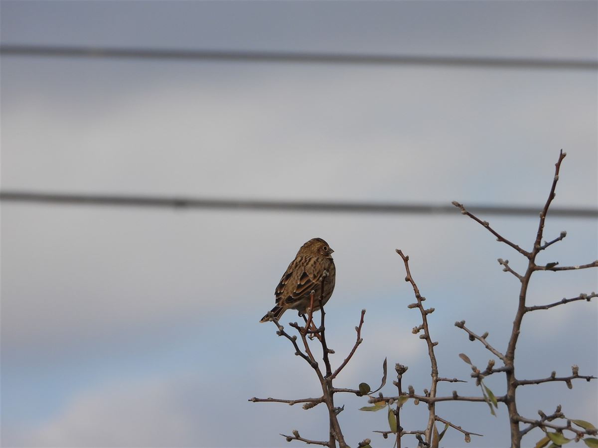 Corn Bunting