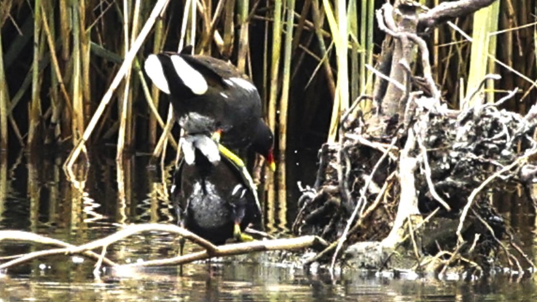 Common Moorhen