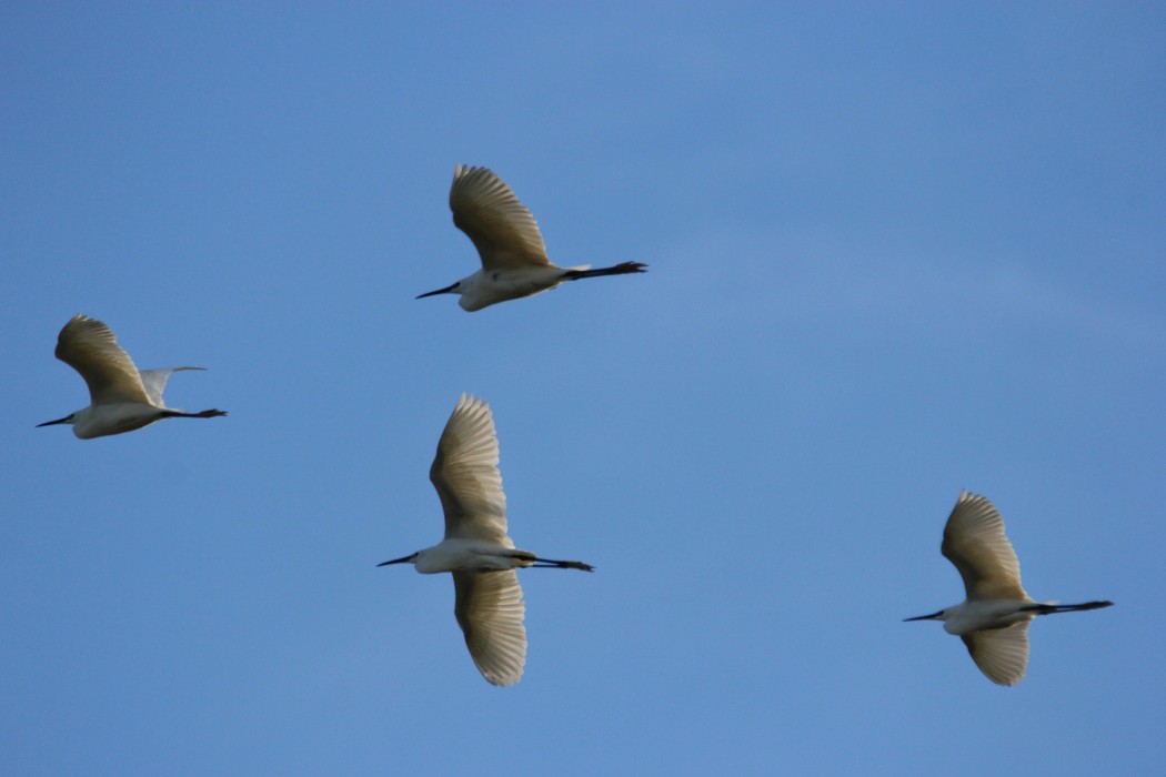 Little Egret