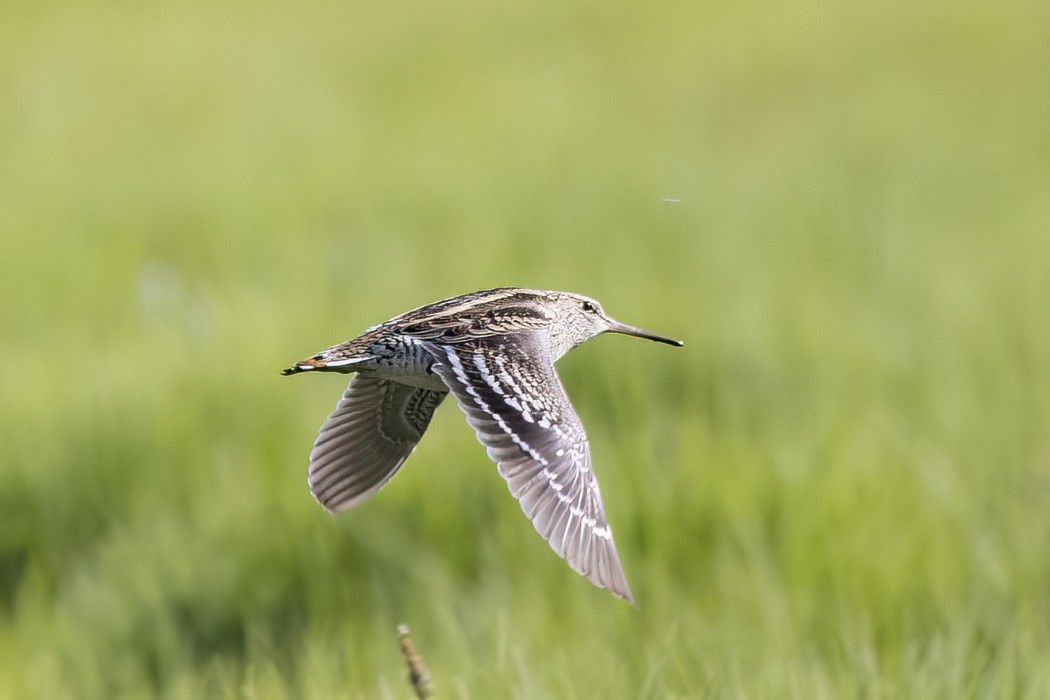 Great Snipe