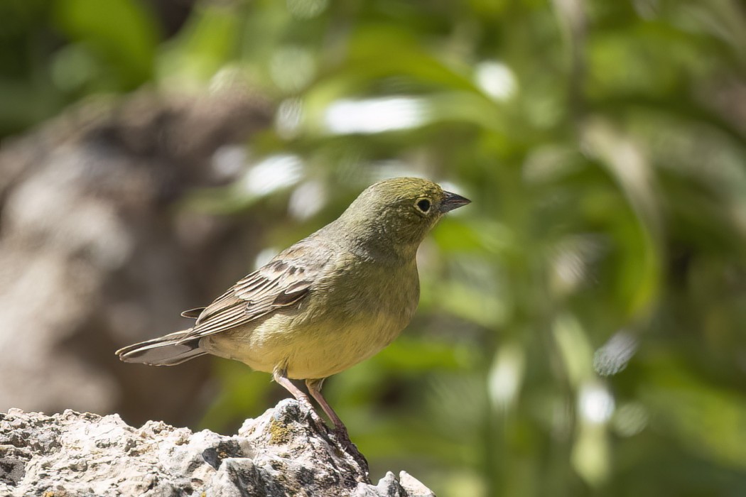 Cinereous Bunting