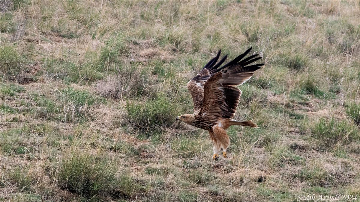 Eastern Imperial Eagle