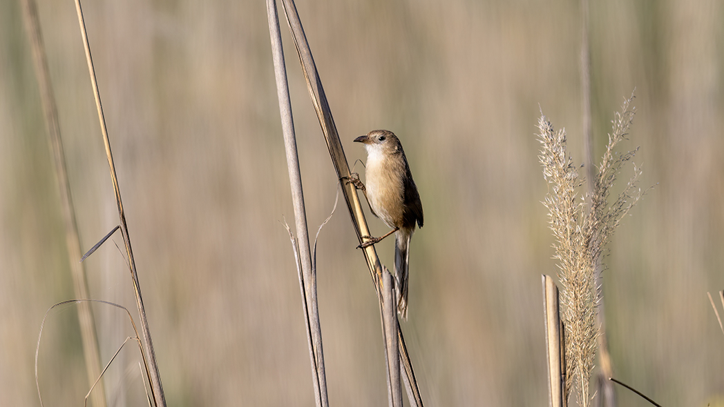 Iraq Babbler