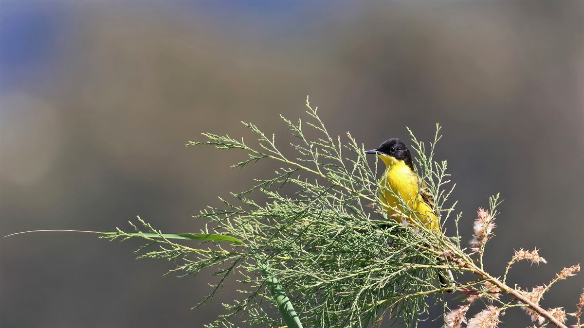 Western Yellow Wagtail