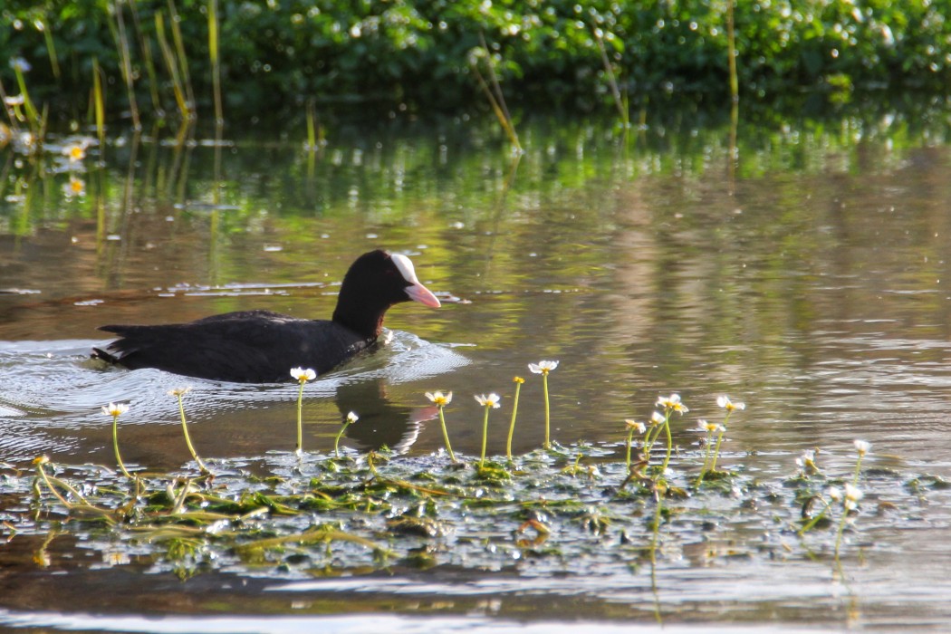Eurasian Coot