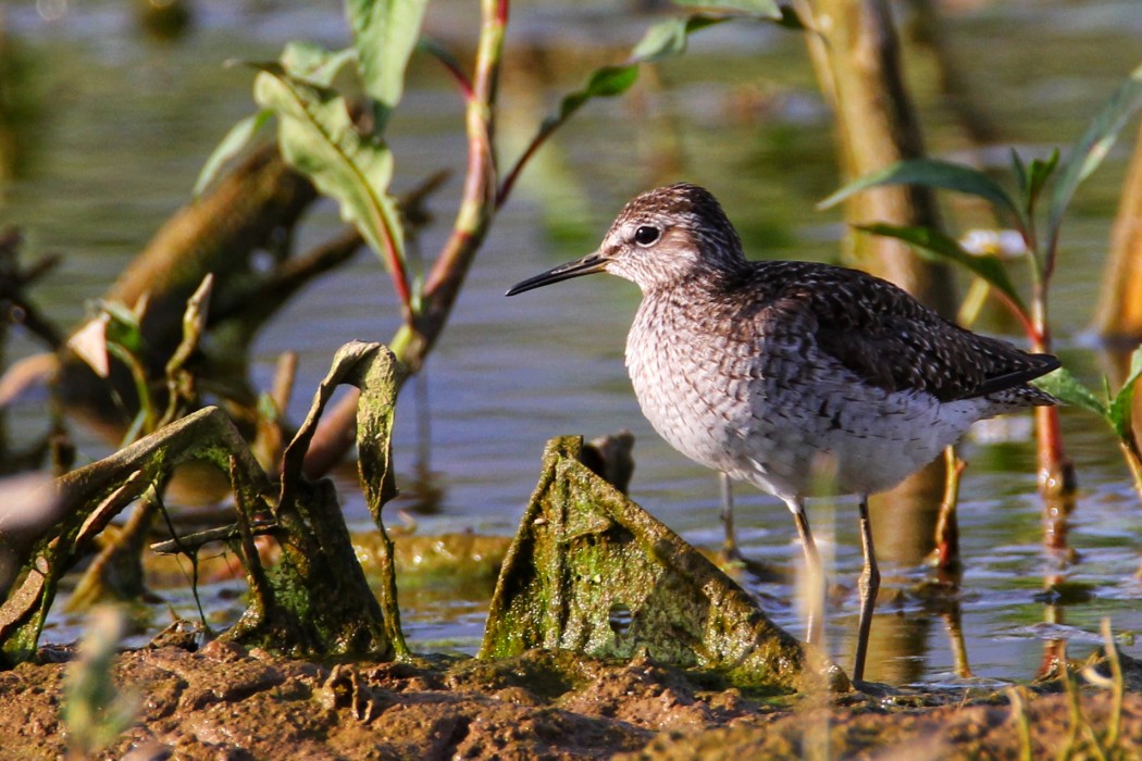 Wood Sandpiper