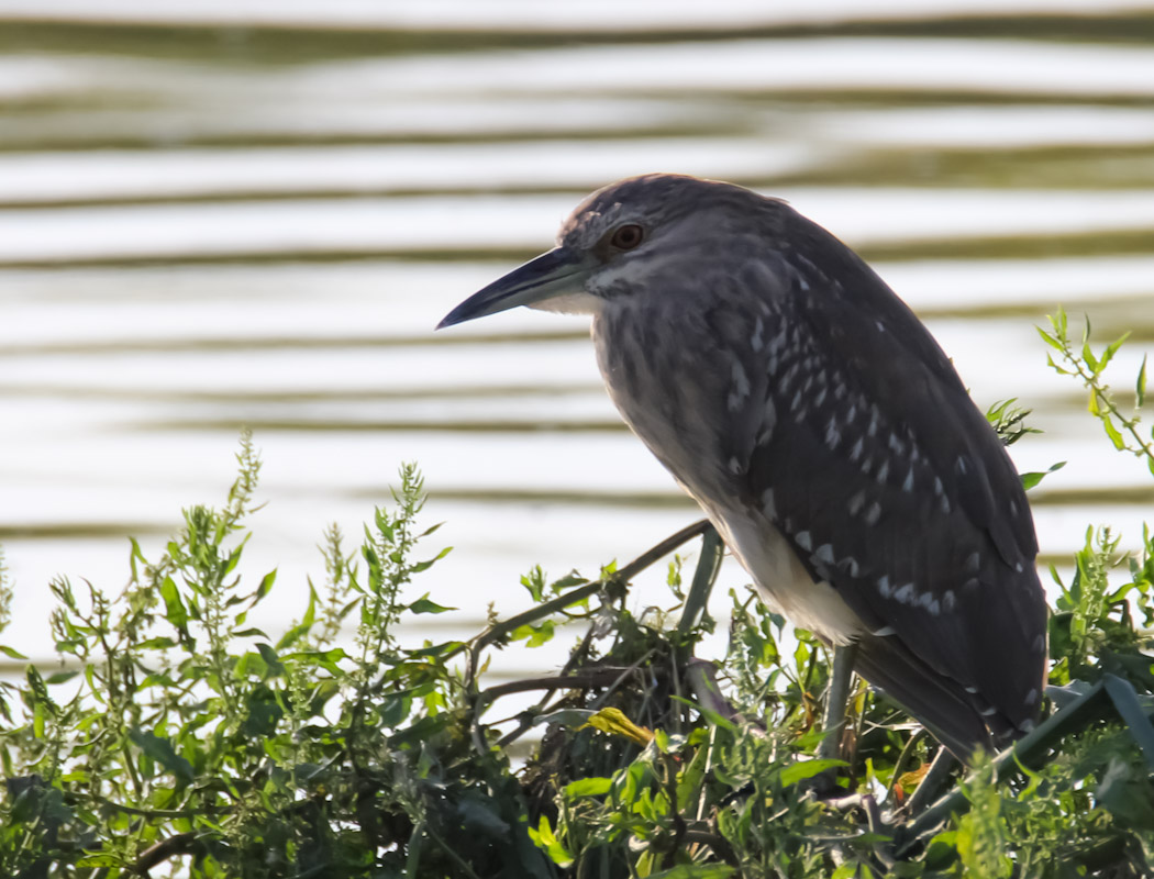Black-crowned Night Heron