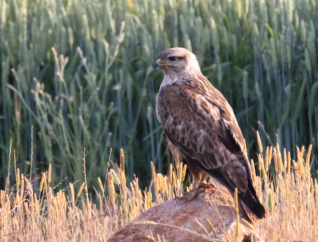 Long-legged Buzzard