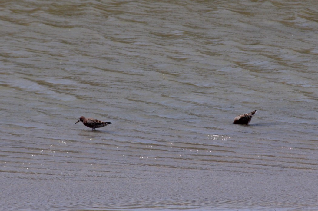 Curlew Sandpiper