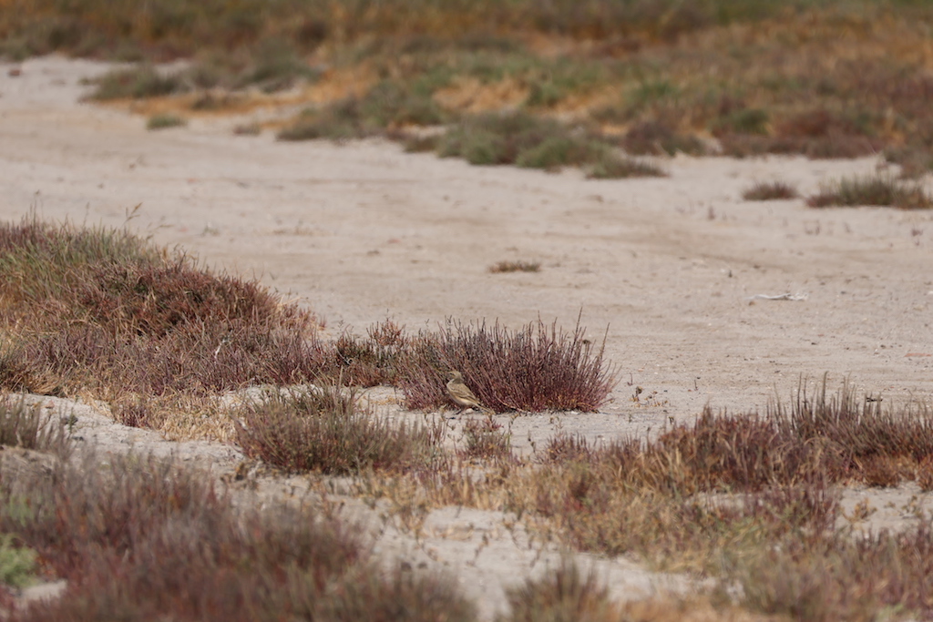 Isabelline Wheatear