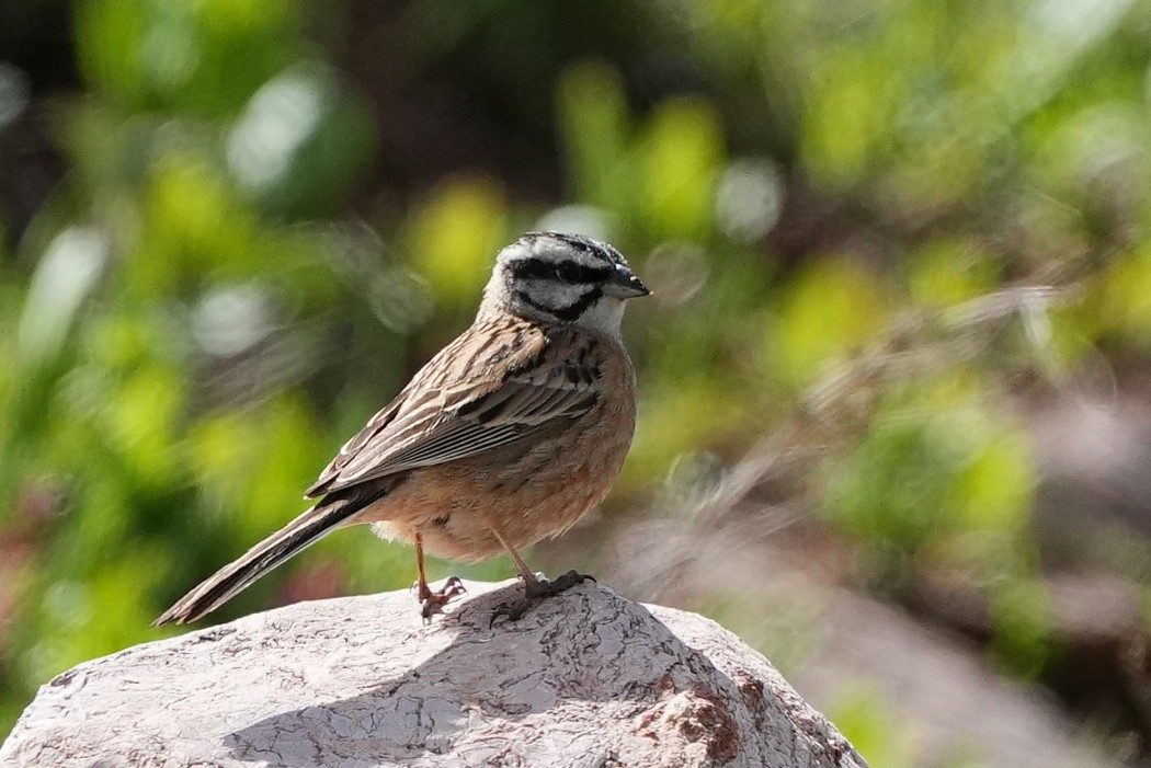 Rock Bunting