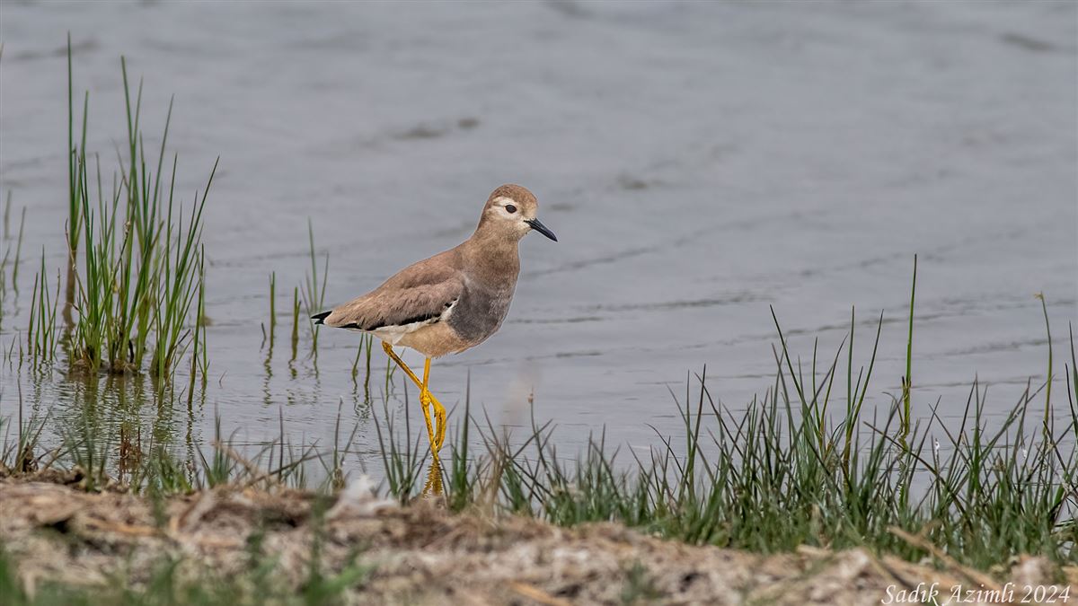 White-tailed Lapwing