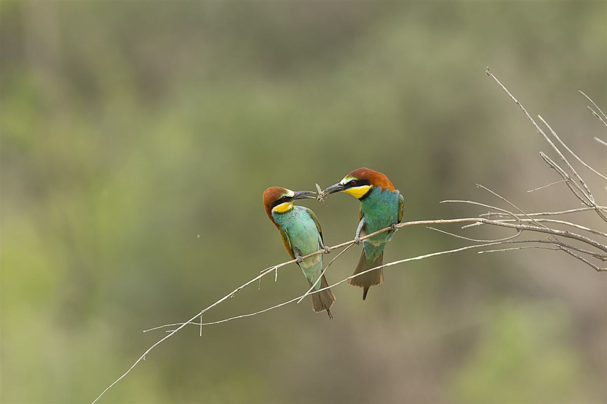 European Bee-eater
