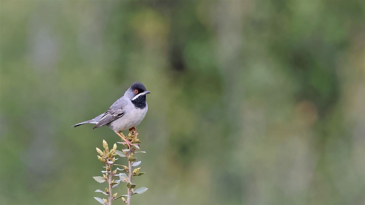 Rüppell`s Warbler