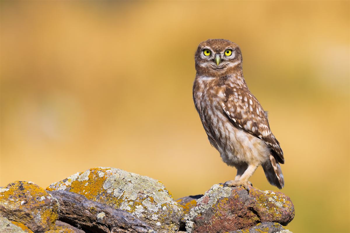 Little Owl