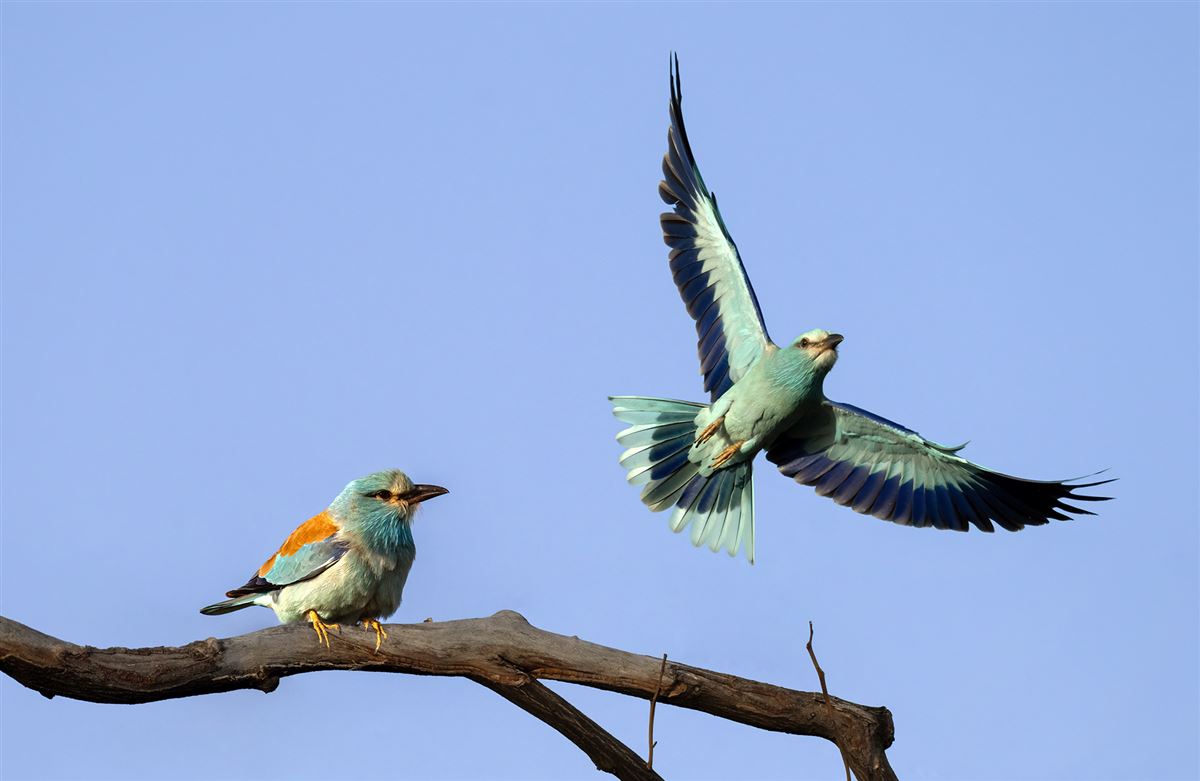 European Roller