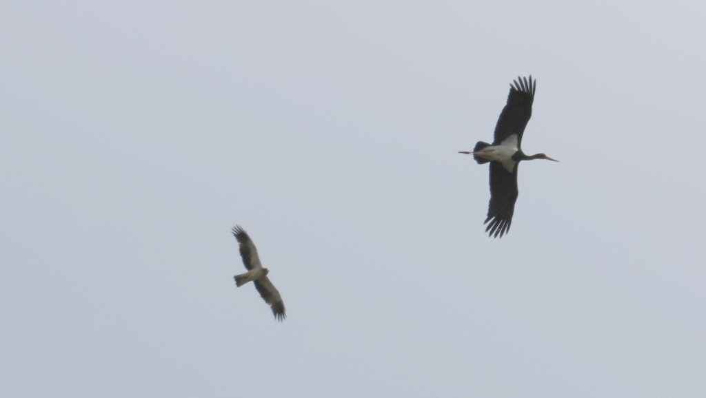 Booted Eagle