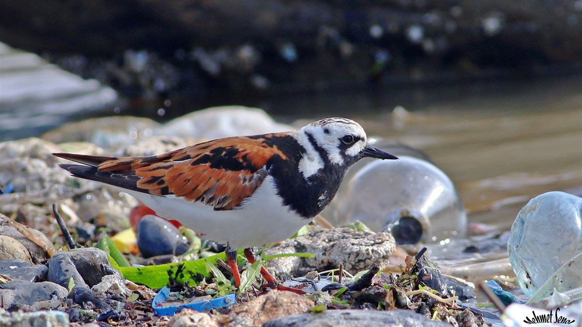 Ruddy Turnstone