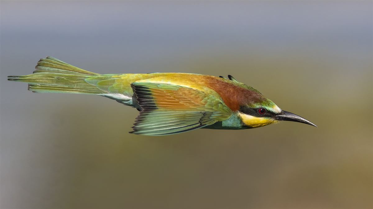 European Bee-eater