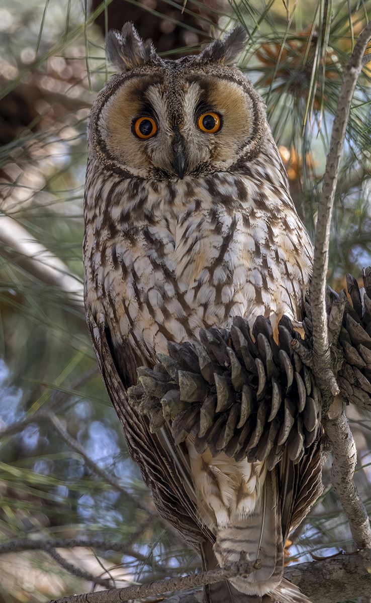 Long-eared Owl