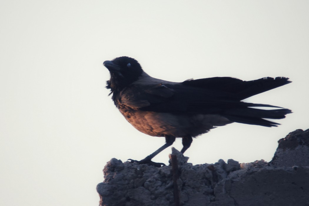 Hooded Crow
