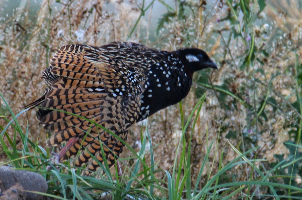 Black Francolin
