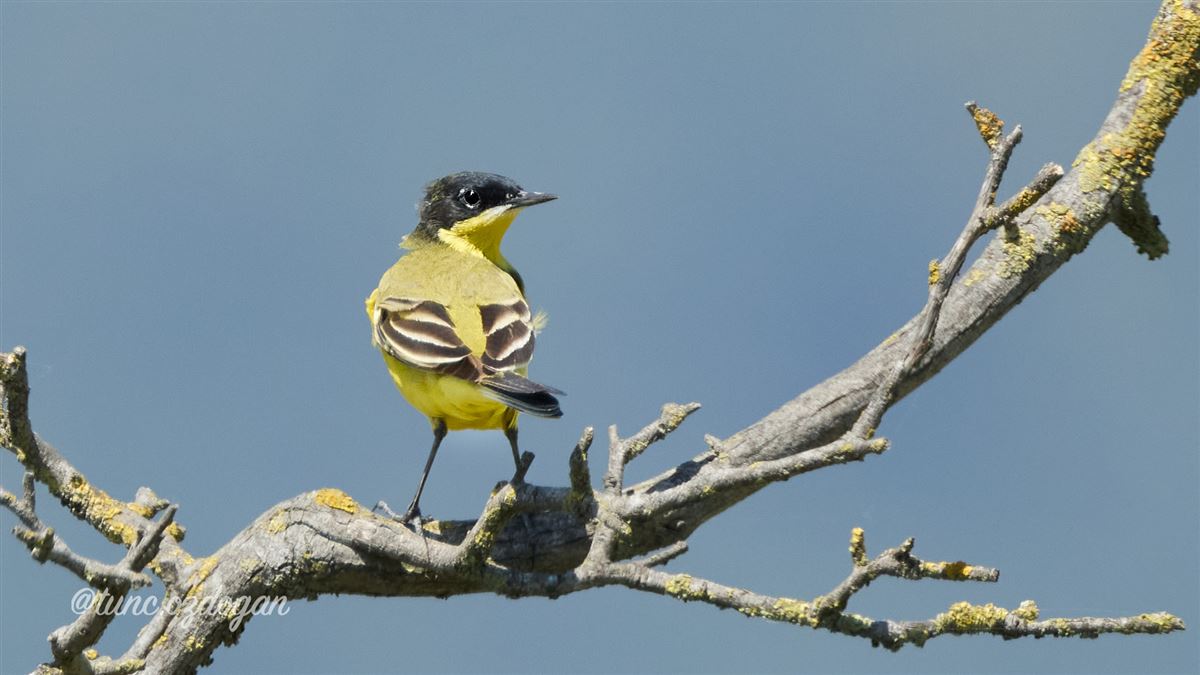 Western Yellow Wagtail