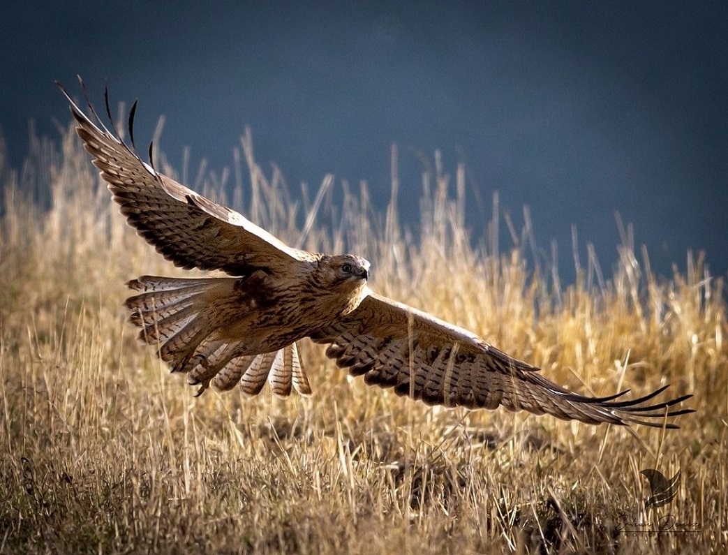 Long-legged Buzzard