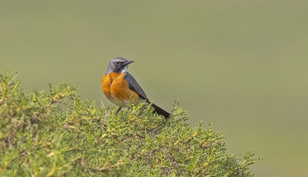 White-throated Robin