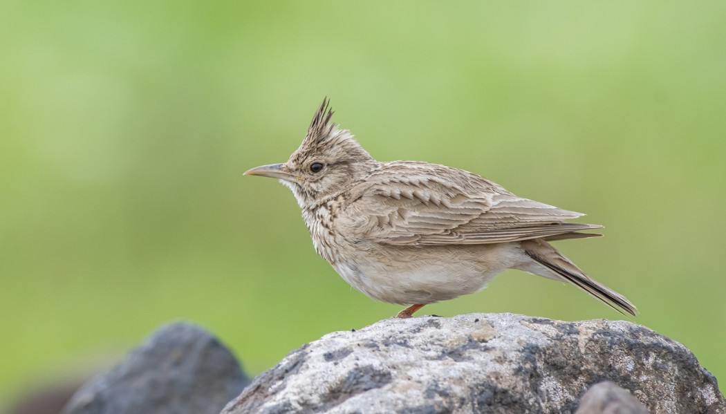 Crested Lark
