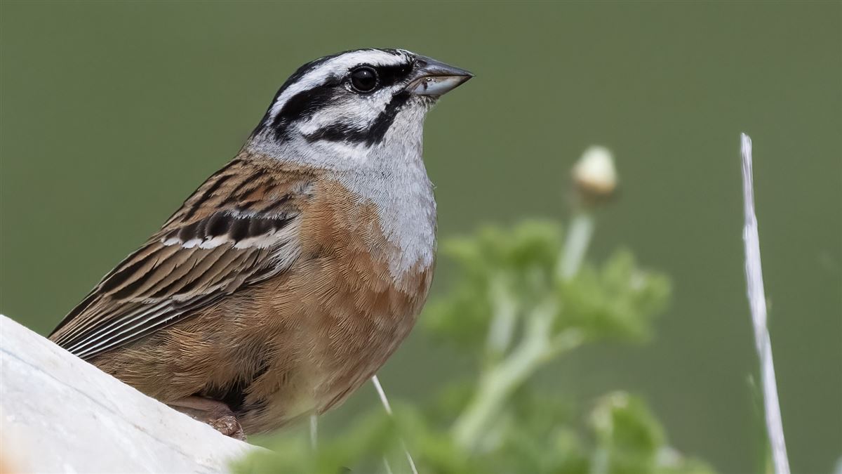 Rock Bunting