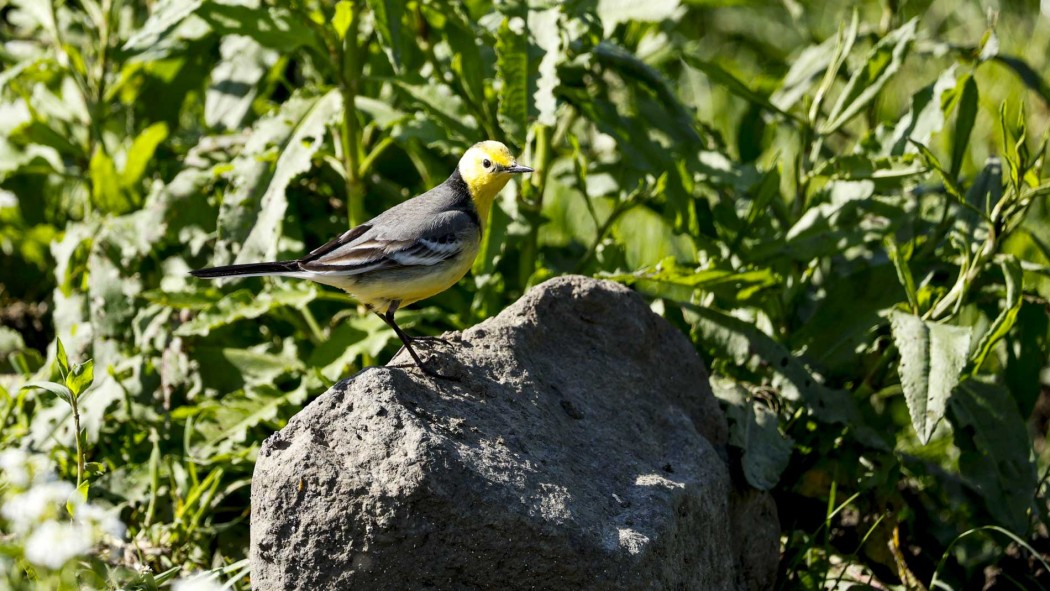 Citrine Wagtail