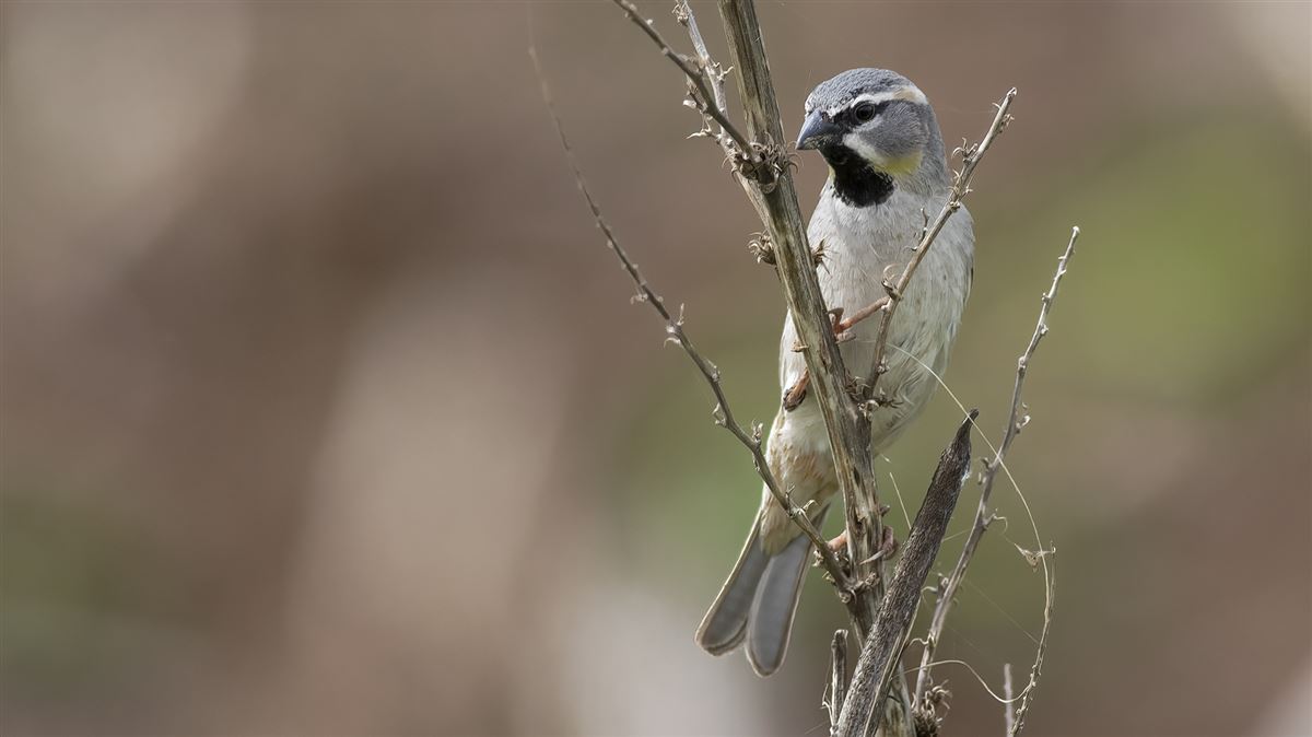 Dead Sea Sparrow