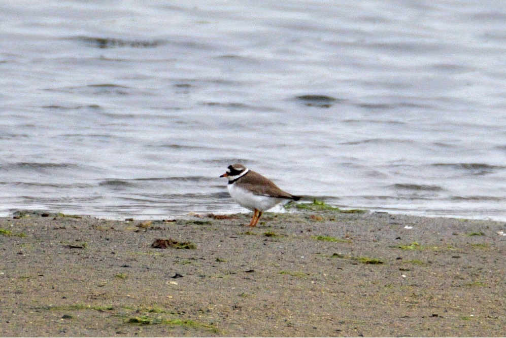 Common Ringed Plover
