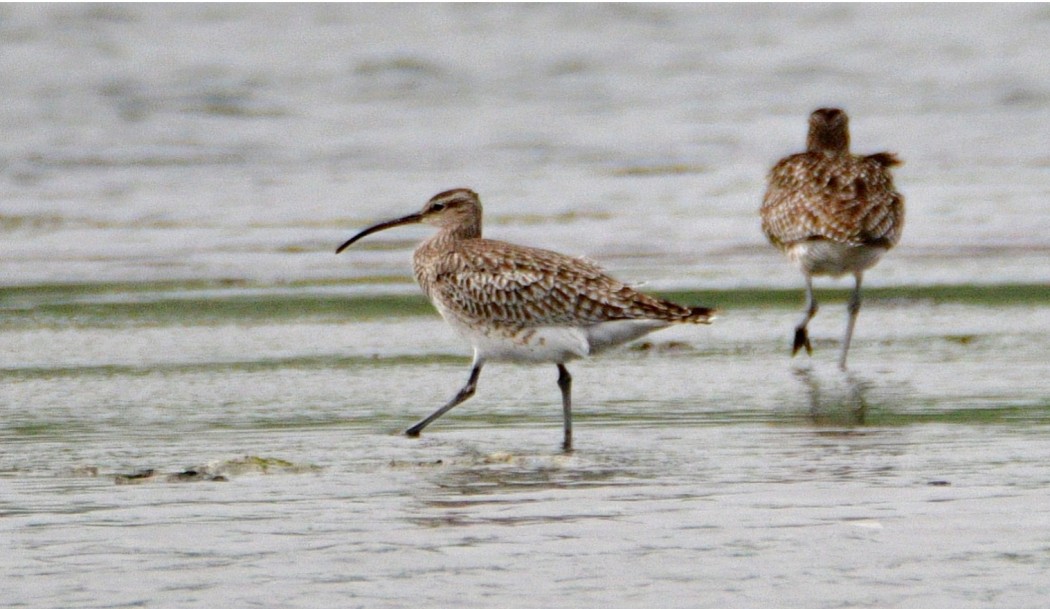 Eurasian Whimbrel