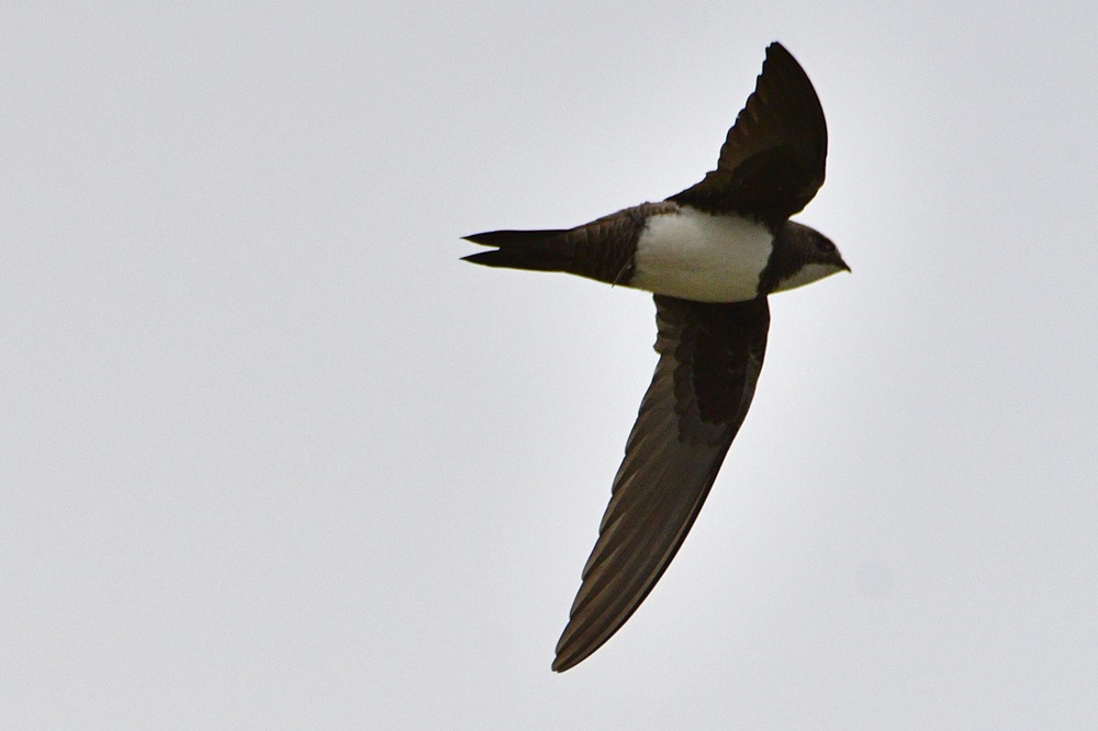 Alpine Swift