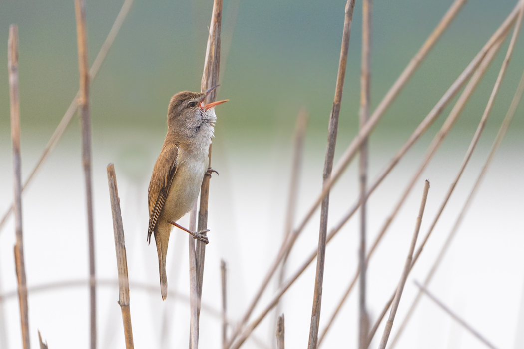Great Reed Warbler