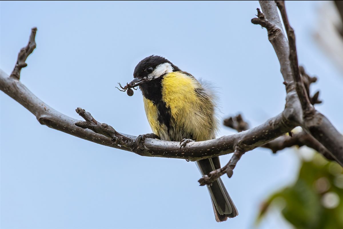 Great Tit