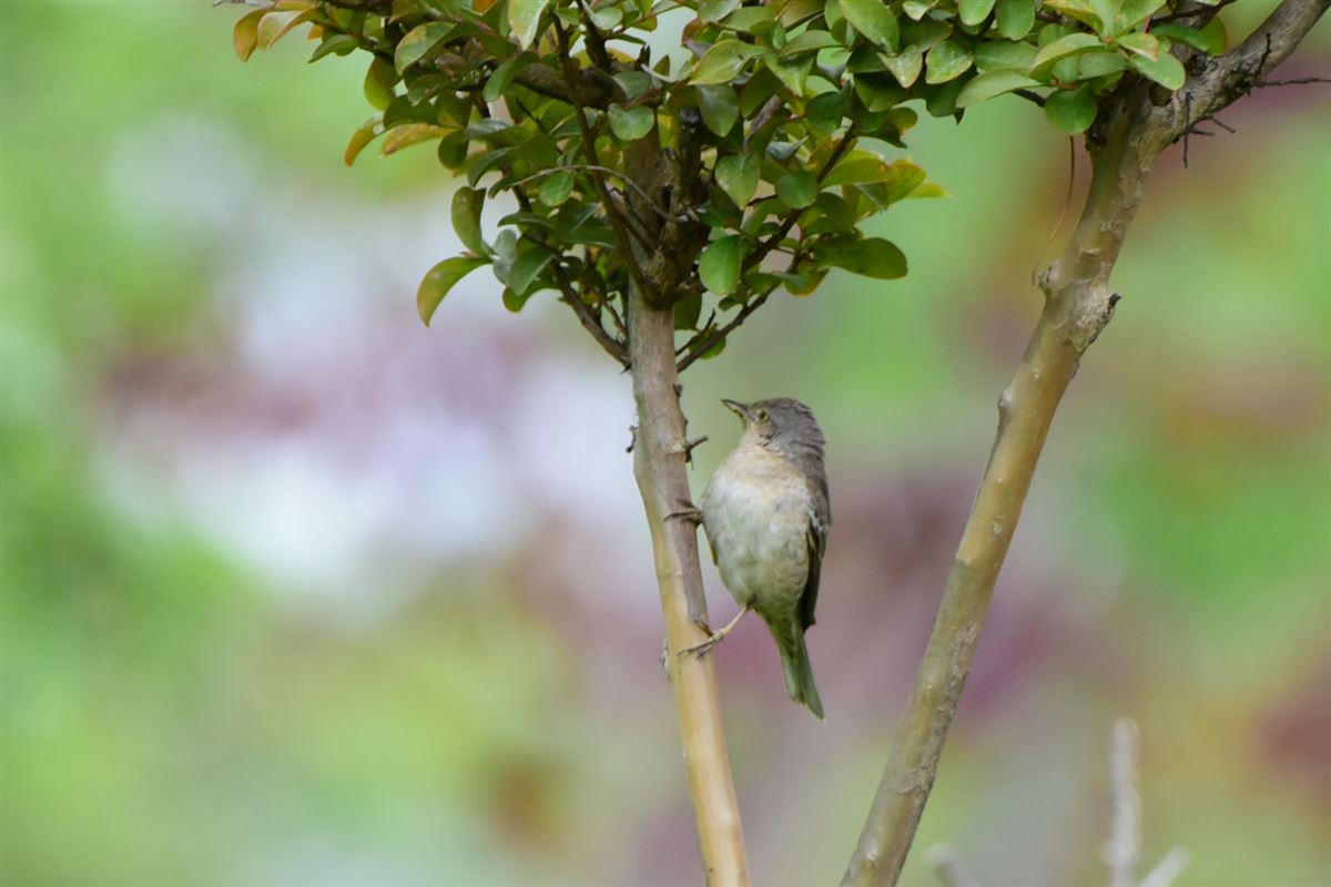 Barred Warbler