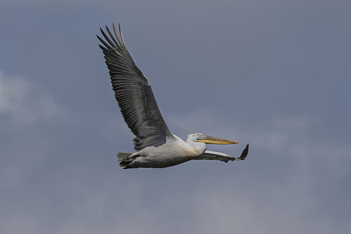 Dalmatian Pelican