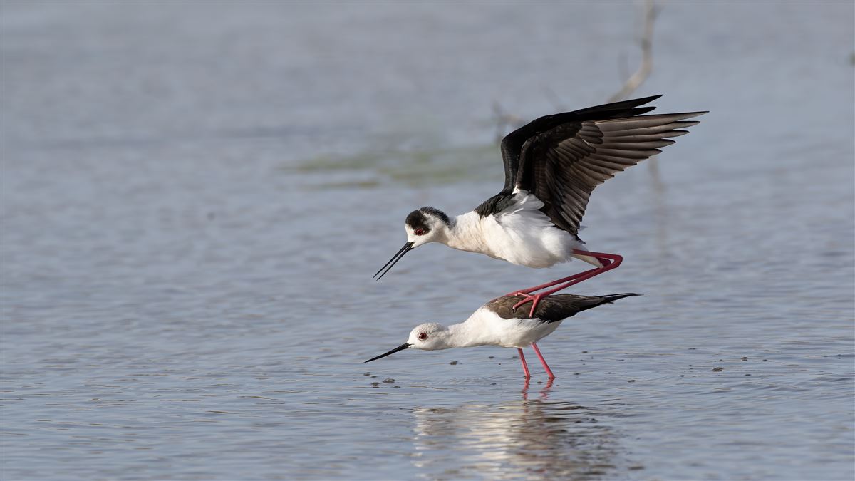 Black-winged Stilt