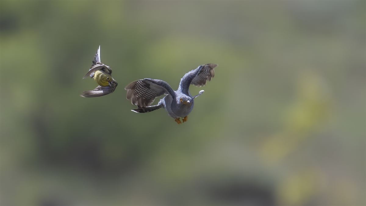 Cinereous Bunting
