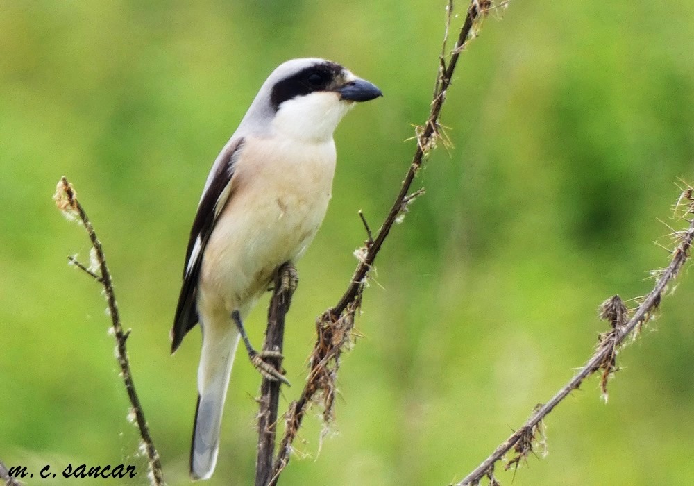 Lesser Grey Shrike