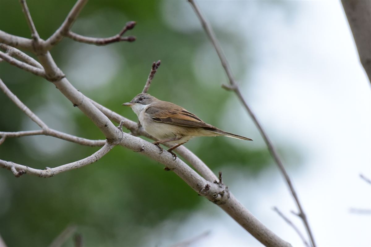 Common Whitethroat
