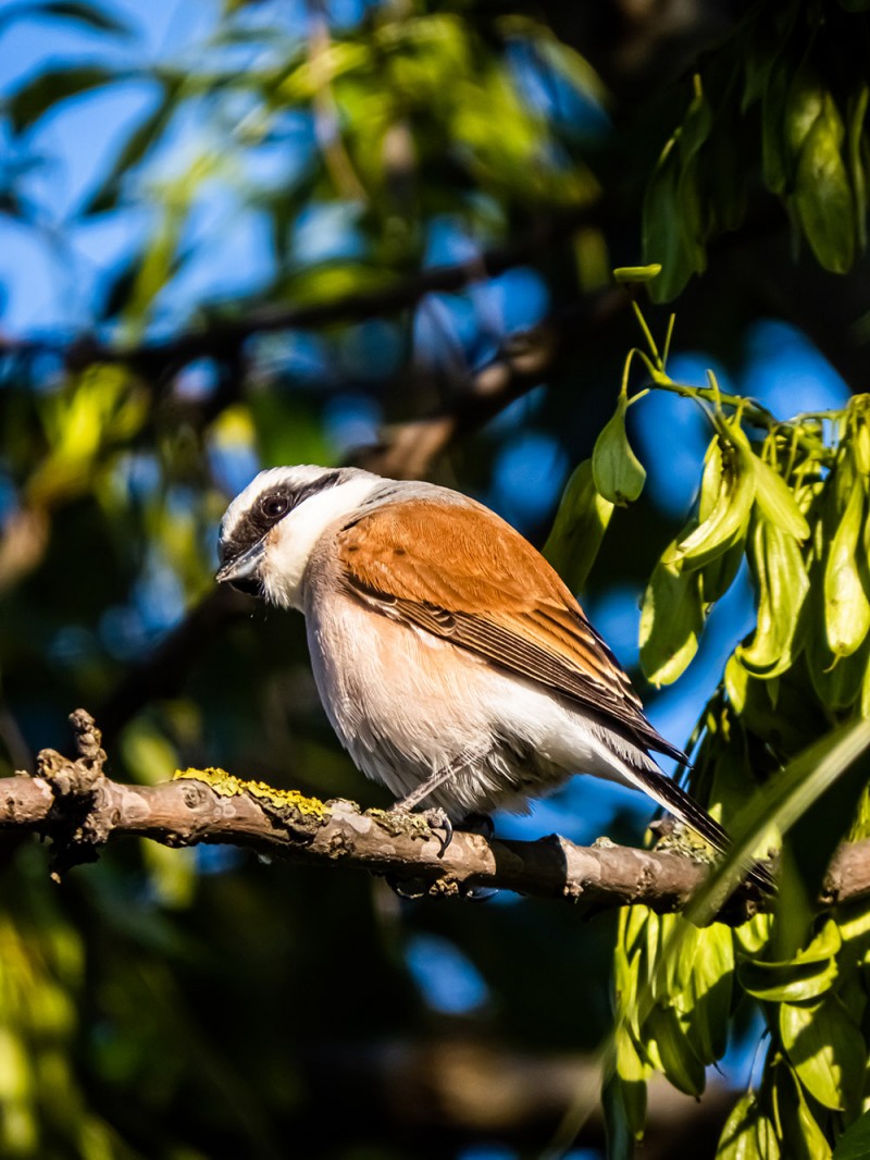 Red-backed Shrike