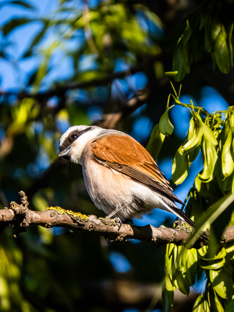 Red-backed Shrike