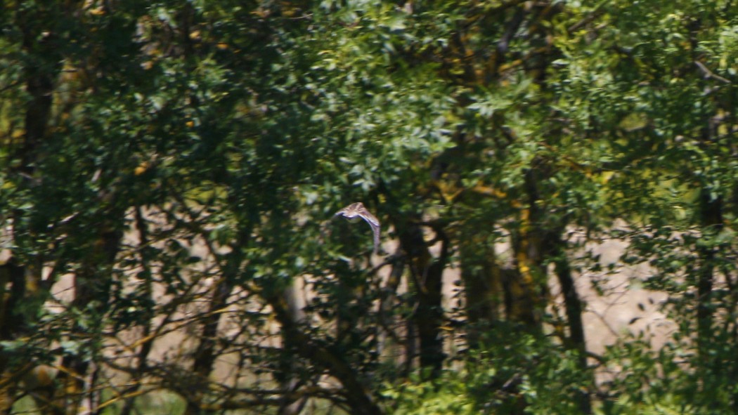 Great Snipe