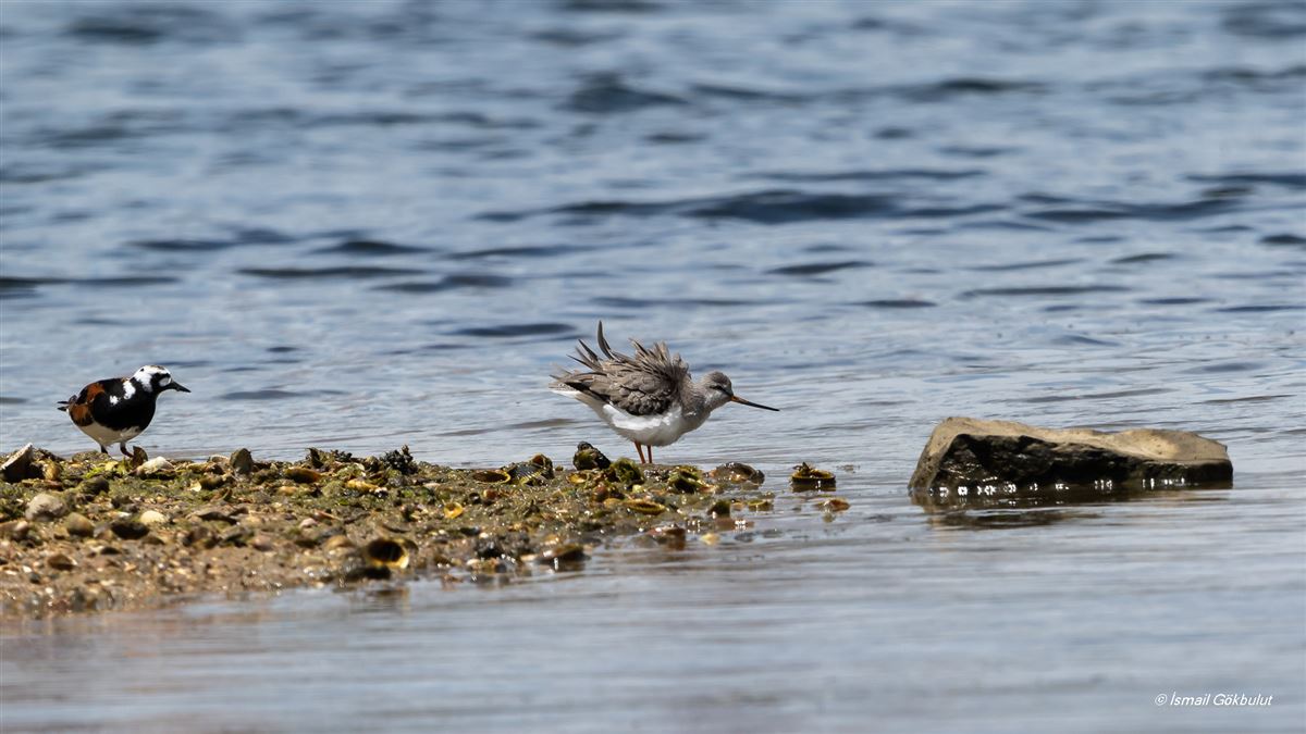 Terek Sandpiper