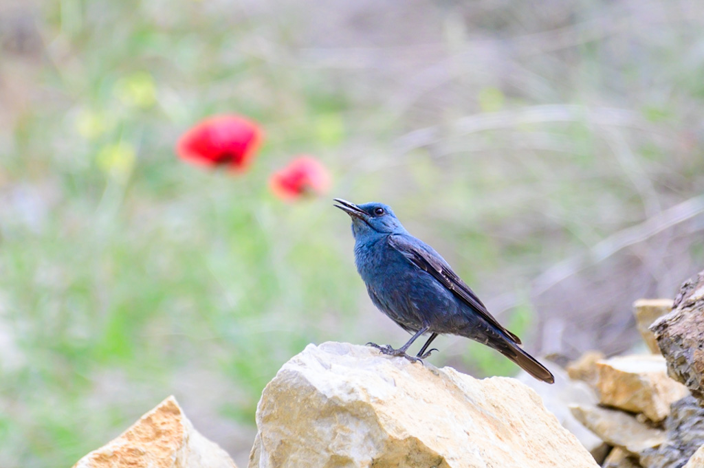 Blue Rock Thrush